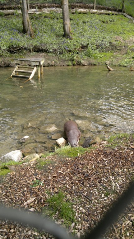chestnutwildlifecentre3.jpg