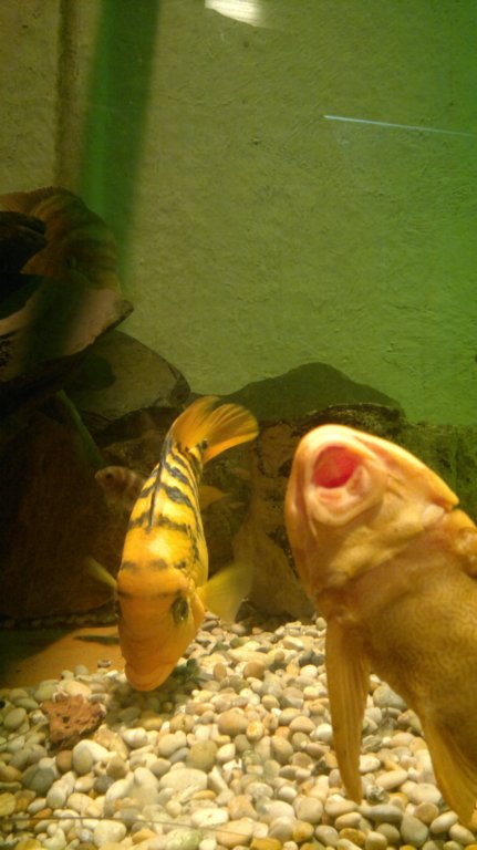 matlockbathaquariumhologramandwell2.jpg