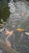 matlockbathaquariumhologramandwell4_small.jpg