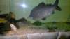 matlockbathaquariumhologramandwell_small.jpg